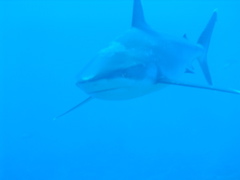 requin